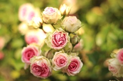 Pink Blossom 5