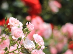 Pink Blossom 4