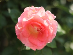 Pink Blossom 1