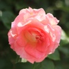 Pink Blossom 1