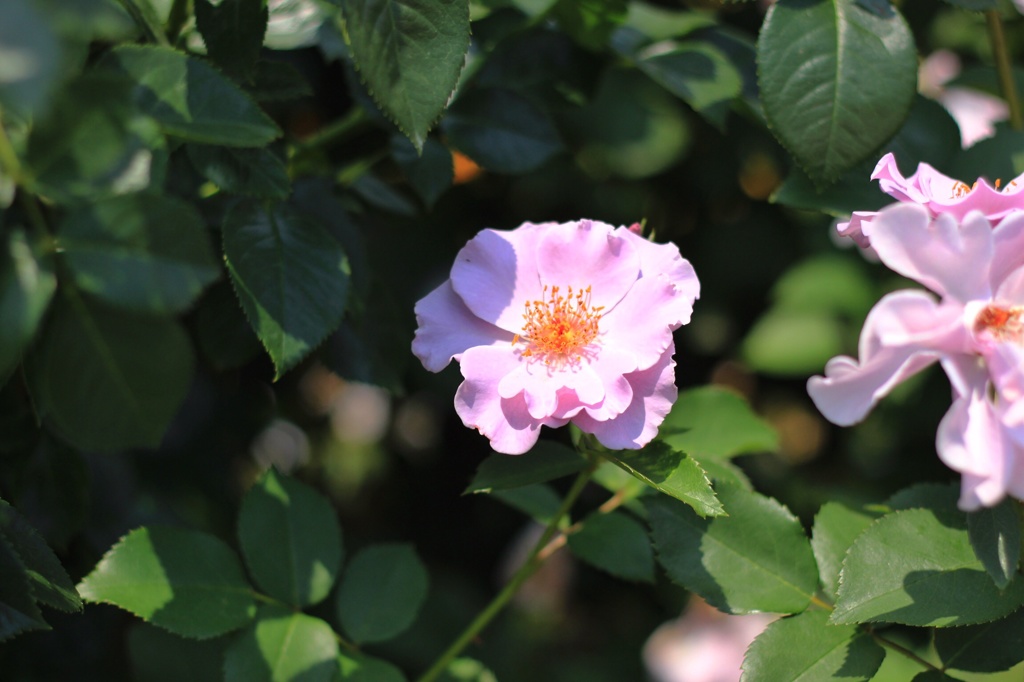 Pink Blossom 2