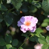 Pink Blossom 2