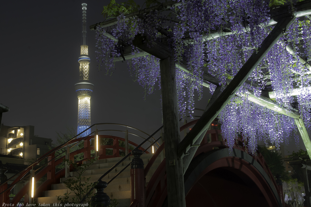 下町の粋な花見の夜に