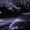 神田川桜