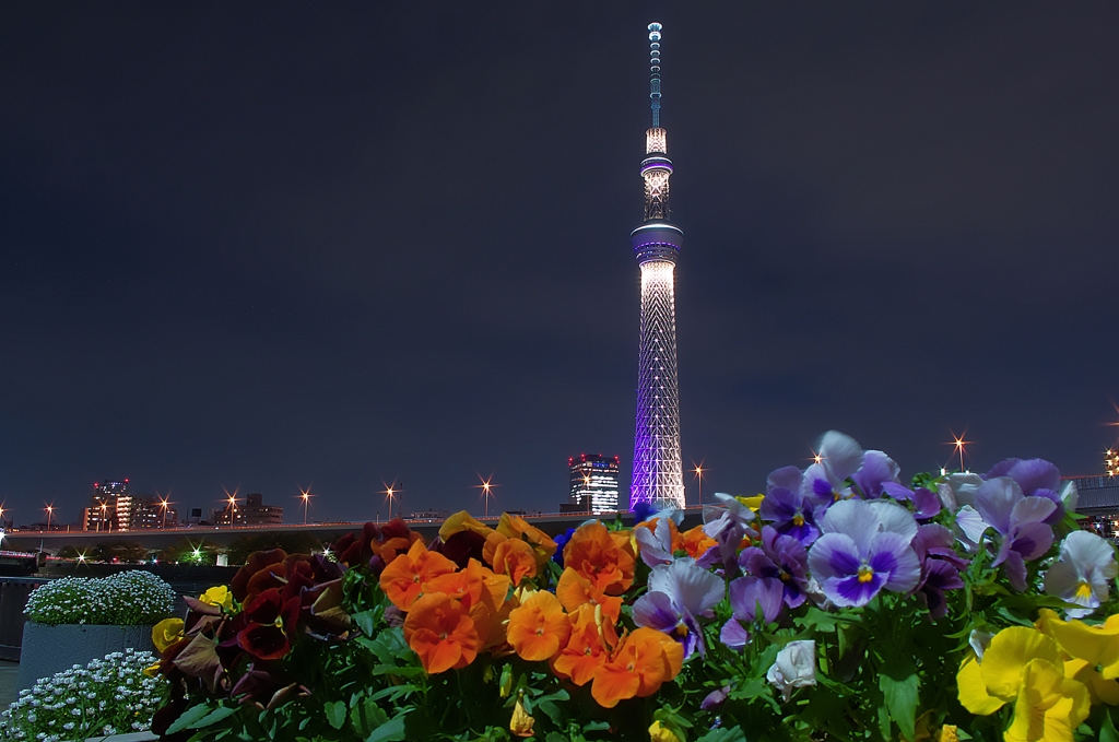 スカイツリーと花✿