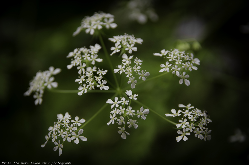 杓ノ花。春花火の様