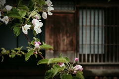 弘前りんご公園 林檎の花