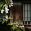 弘前りんご公園 林檎の花