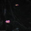 come spring to mind