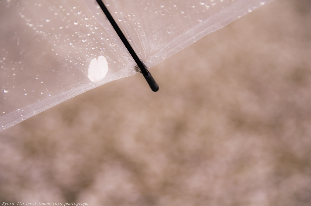 雨ハナビラヒトツ