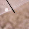 雨ハナビラヒトツ