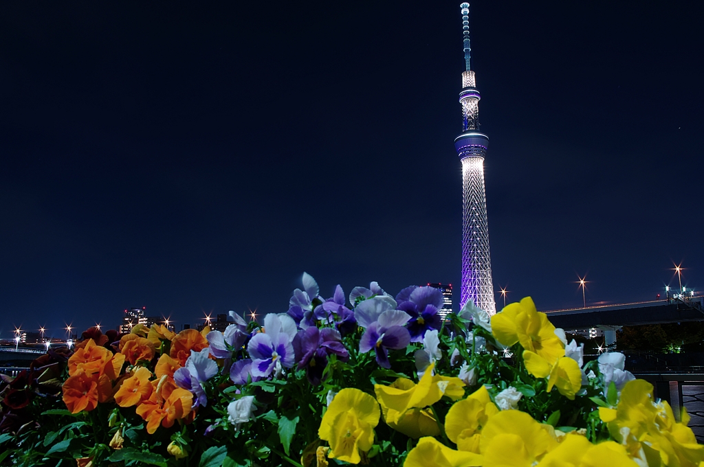 スカイツリーと花✿