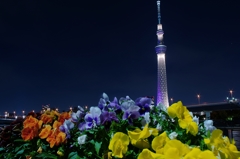 スカイツリーと花✿