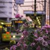 夕暮れ都電町屋駅前
