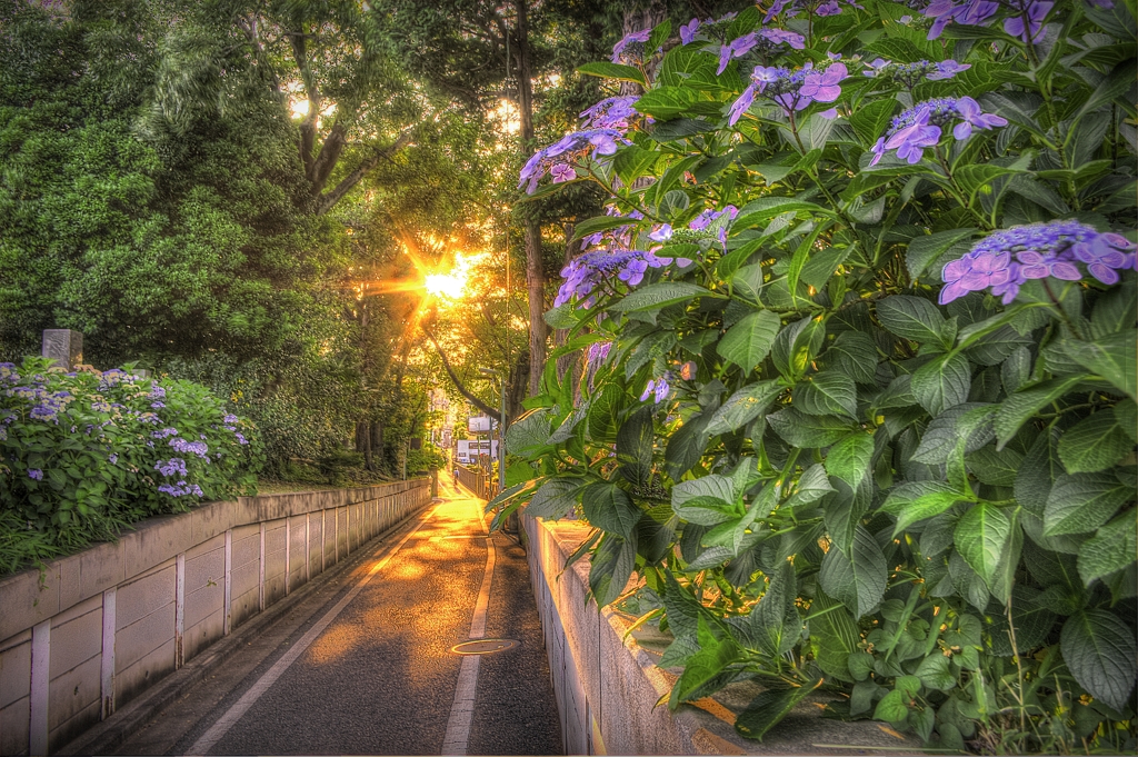 染井霊園です(#^▽^#)
