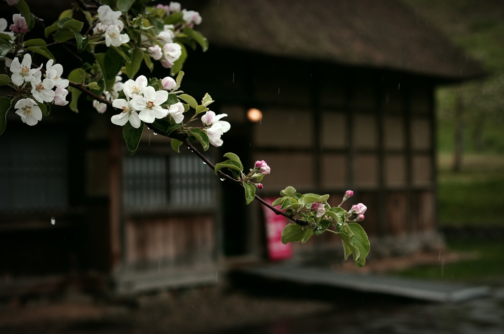弘前りんご公園 林檎の花