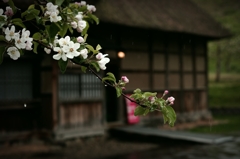 弘前りんご公園 林檎の花