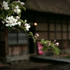 弘前りんご公園 林檎の花