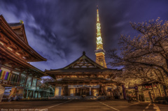 増上寺　夜桜