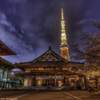 増上寺　夜桜