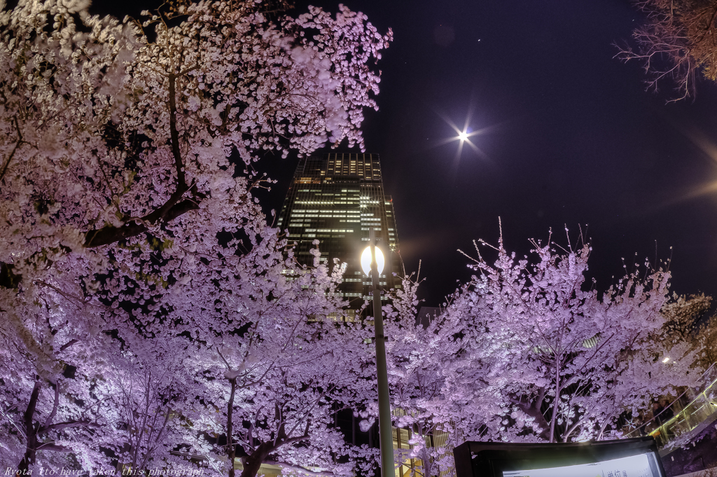 東京ミッドタウン月夜の桜