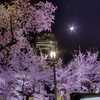 東京ミッドタウン月夜の桜
