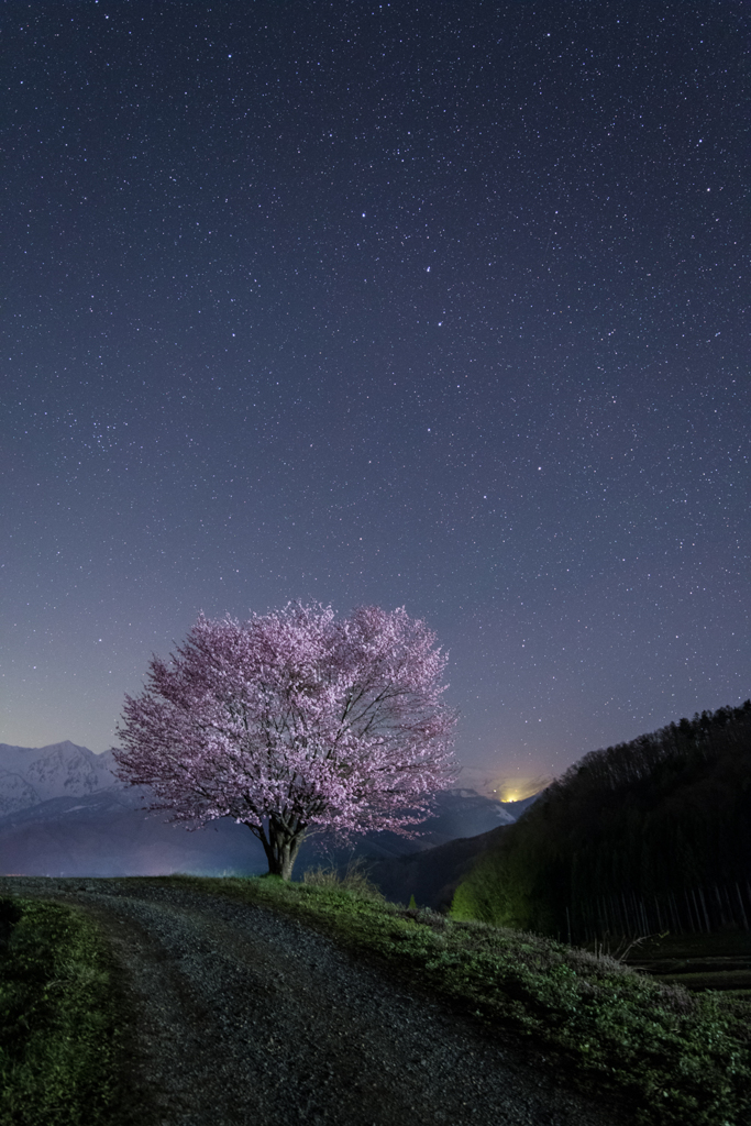 野平の一本桜と北斗七星