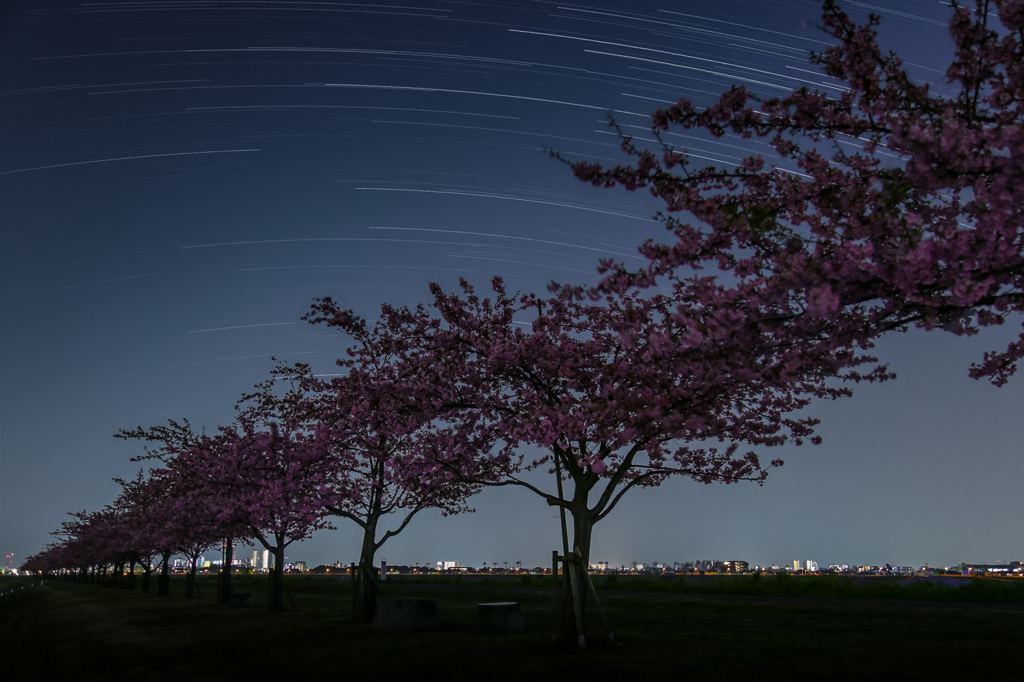 河津桜と星空