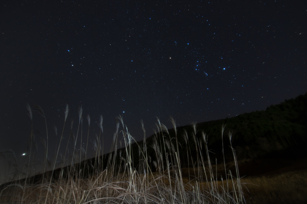 すすき草原の星空