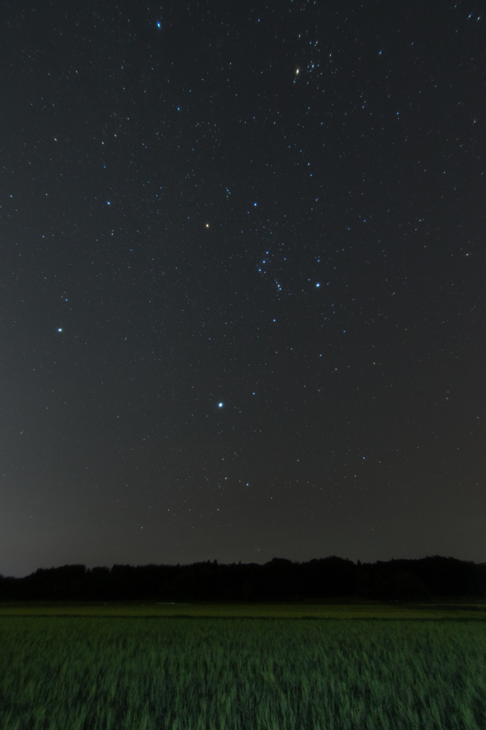 麦畑の星空