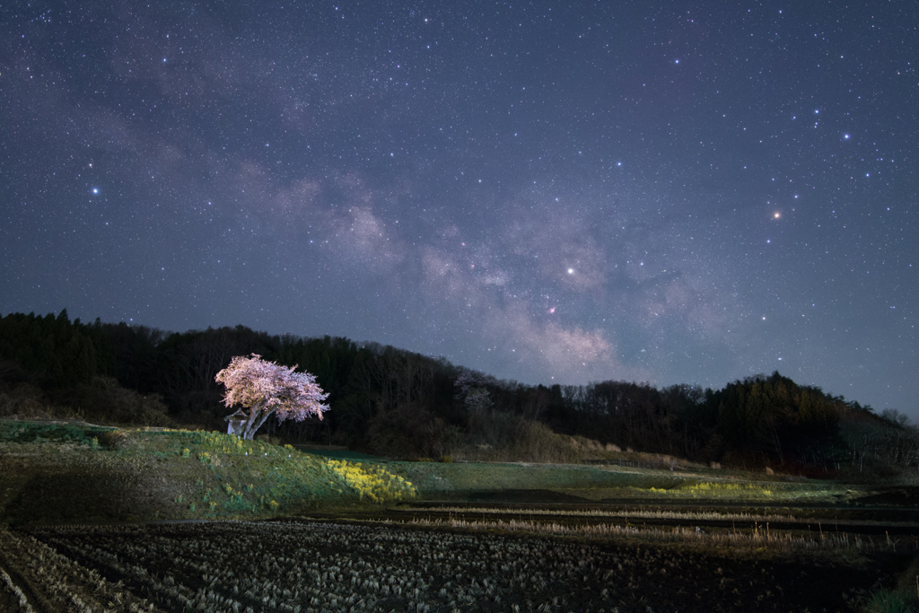 桜星景～小沢の桜