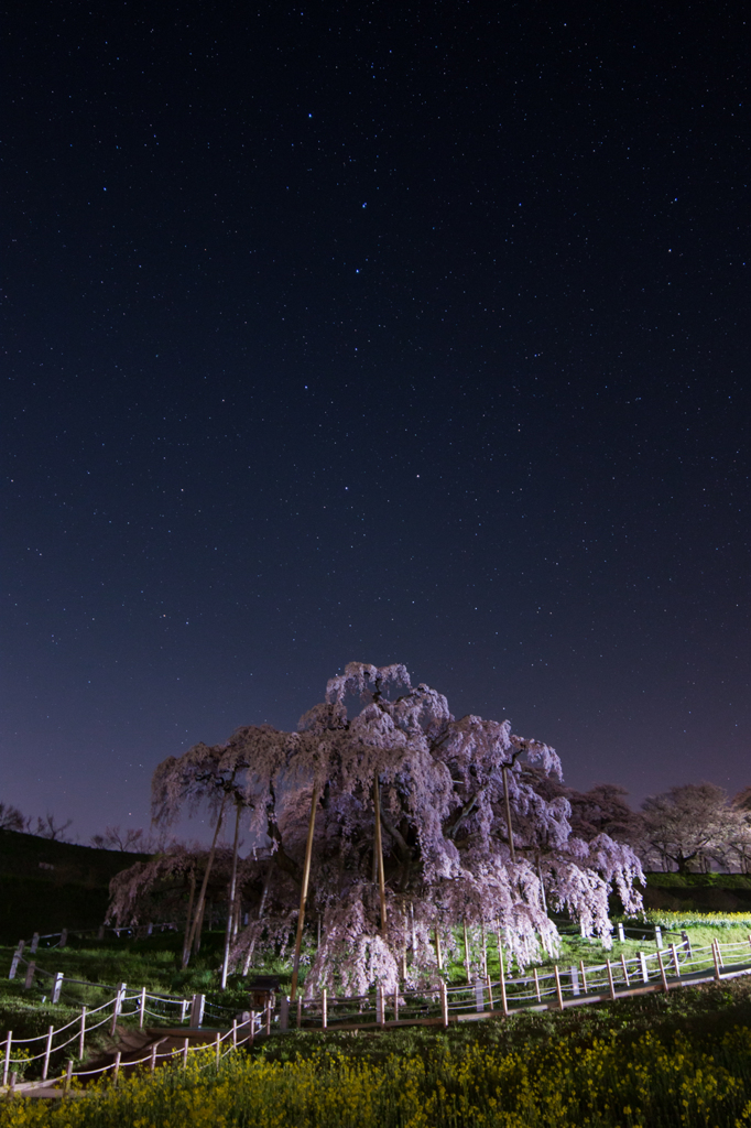 滝桜と北斗七星