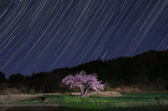 小沢の桜と星空