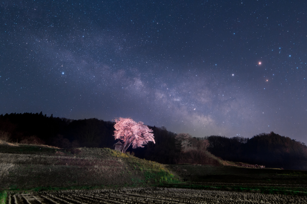 小沢の桜と天の川