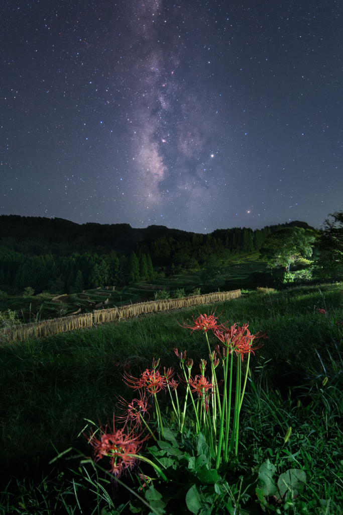 彼岸花咲く棚田の星空