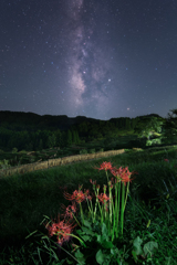 彼岸花咲く棚田の星空