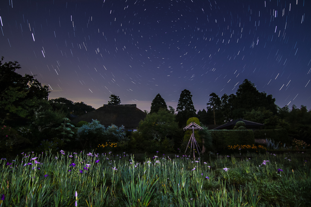 花菖蒲と星空