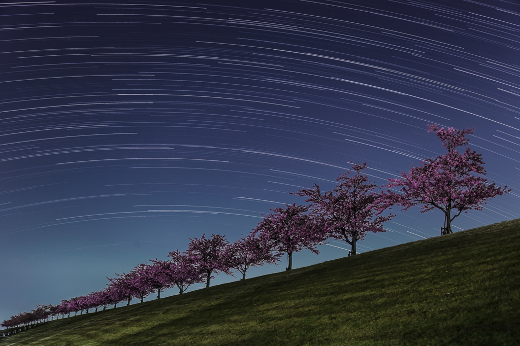 河津桜と星の軌跡