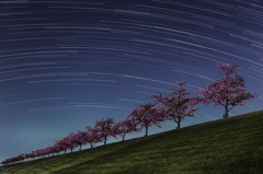 河津桜と星の軌跡