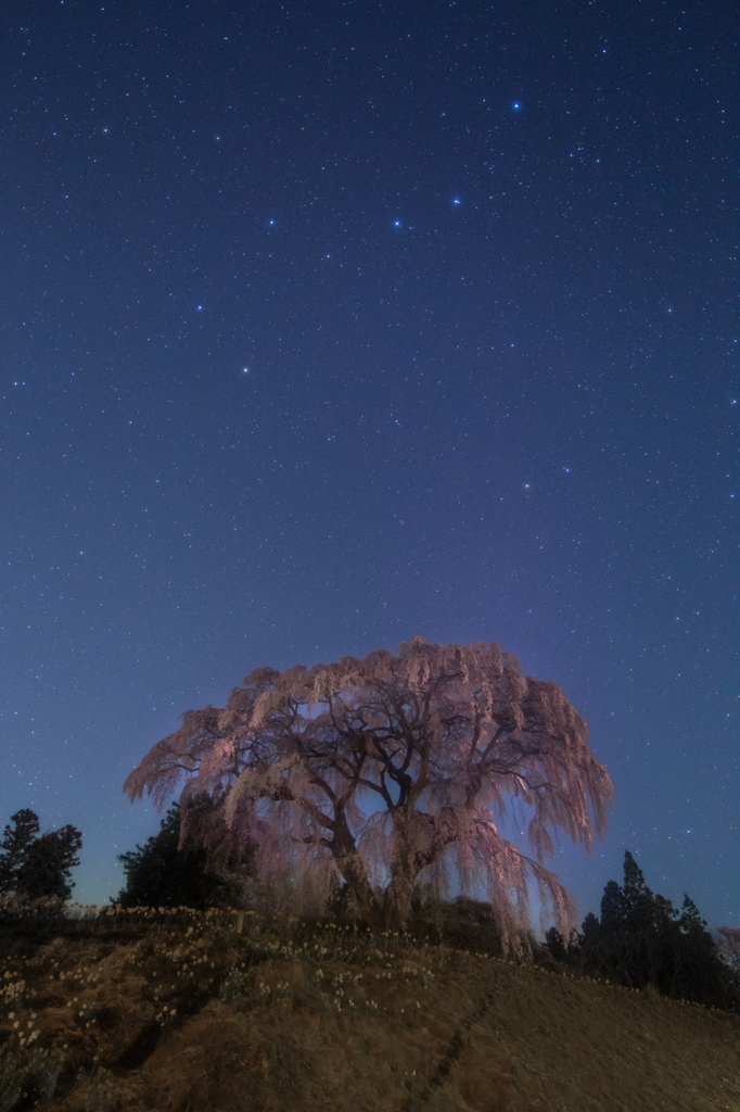 一本桜と北斗七星