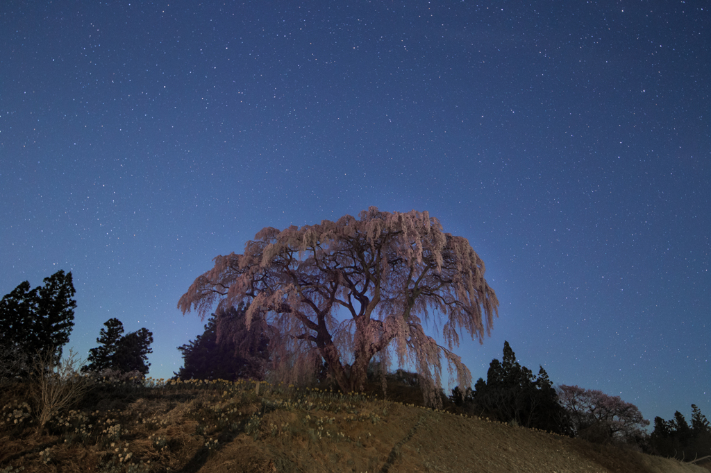 芹沢の桜と星空