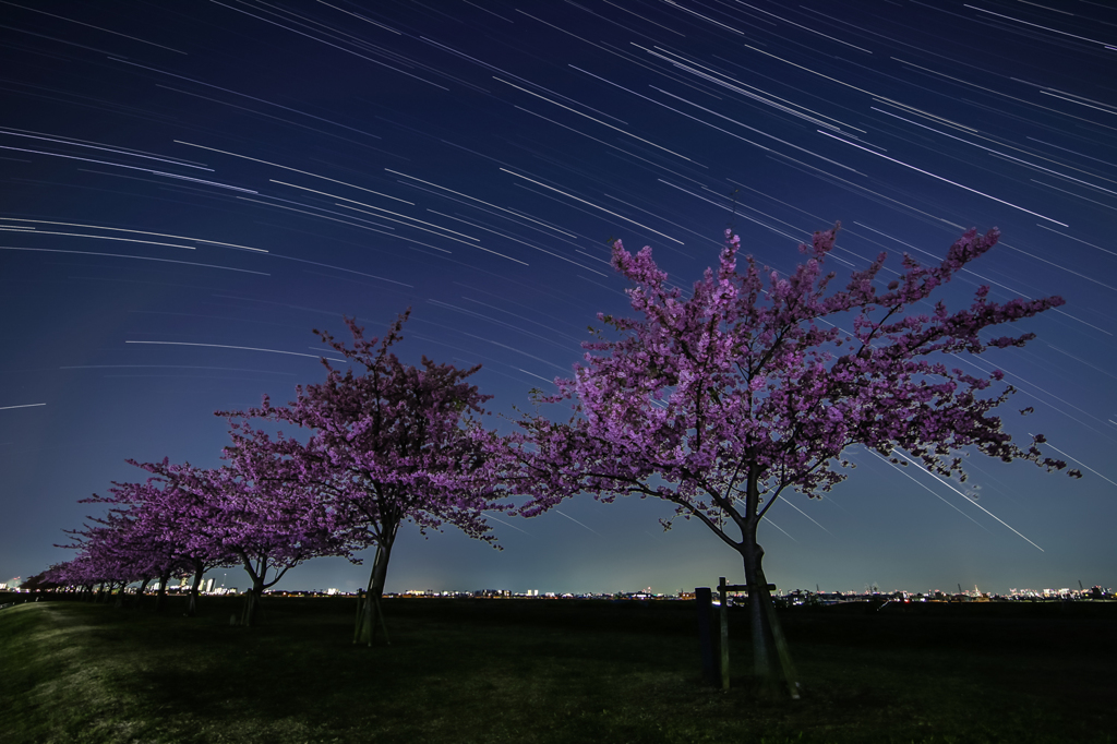 星と桜と街明かり