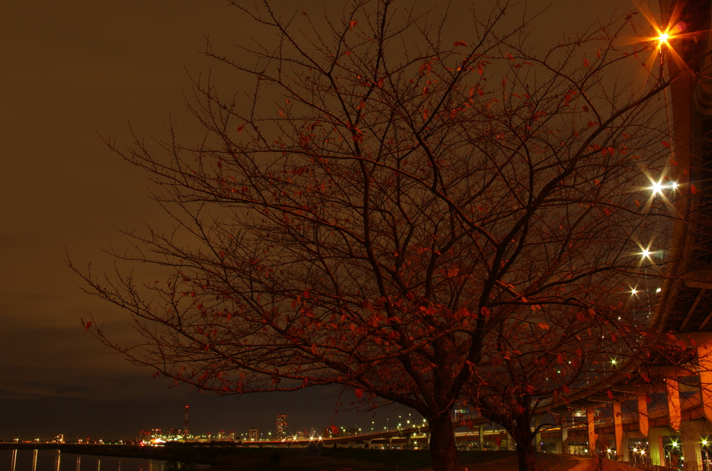紅葉と夜景