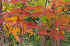 小石川後楽園の紅葉