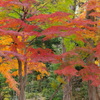 小石川後楽園の紅葉