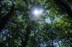 上高地 森の静けさ 2015年夏