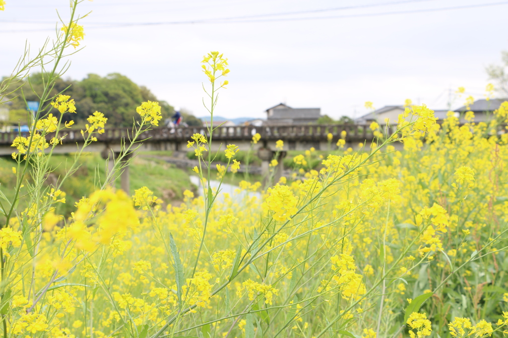 菜の花わたる