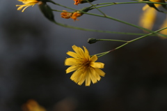 鯉ヶ窪湿原の花5