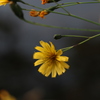 鯉ヶ窪湿原の花5