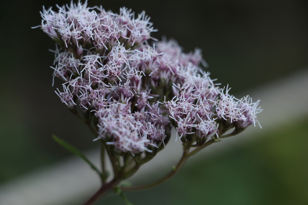 鯉ヶ窪湿原の花1